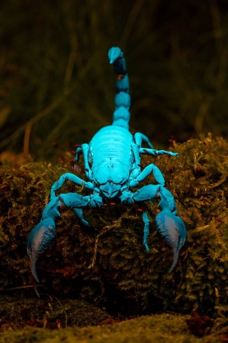 a cyan coloured scorpion sits in waiting